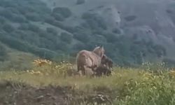 Dêrsim de vergêk bize kişt, eşt xo kift berd!