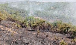 Çolîg de adiro ke kewtbi daristan ame hewnakerdiş