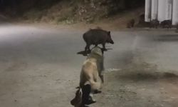 Dêrsim de xozî ameyî mîyanê sûke