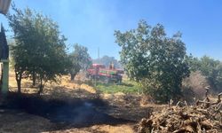 Hêni de zî adir kewto daristanî