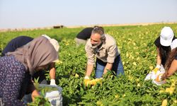 Hemşaredar Dundarî karkeran reyde îsot da arê