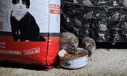 Xarpêt: Dijeyan werdê pîsîngan werd