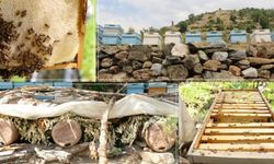 70 serrî yo ke Çewlîg de bi hingdarî debara xo kenê