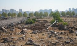 Amed de qetlîamê daran: 120 darî ameyî birînayîş