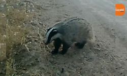 No jûjeyo gird Dêrsîm de ame vînayîş