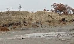 Dêrsim de nêzdîyê 50 pezkovîyî ameyî qeydkerdene