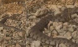 Xarpêt de yew maro kor û jehrin