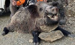 Xarpêt de 'turîzmê seydwanî': Xozo 200 kîlo ame kiştiş