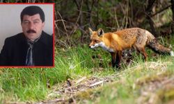 Darahênî.. Semedê seydwanî şi ko qirîzê zerrî ra merd