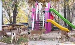 DÊRSIM - Domanî şîyî mekteb, parkî pezkovîyan rê mendî