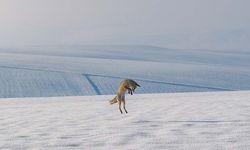 Golêke Amedî de yew lûya sûre maseyan tepişnena