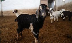 Nê zî bizêk û varekê Xarpêtî yê