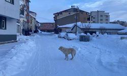 Kanîreş de zimistano xidar: Kuçeyan de kes çîn yo