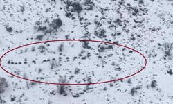 Şankuş de qefeleyêkê xozan