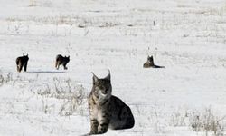 Xarpêt (Dep) de qefleyêkê weşeqan