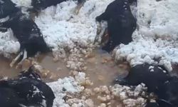 Darahênî… 15 bizî binê vore û awe de mendî, murdar bîyî