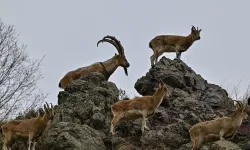 Çolîgî de çend hezar pezkovî estê?