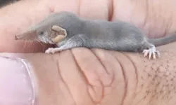 Dîyarbekir de ame vînayîş; Merreyo tewr qij yê dinya yo