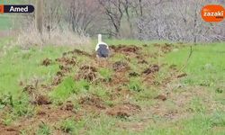 Erxenî: Leglege emser zî welatê ma xo rê kerda halîn