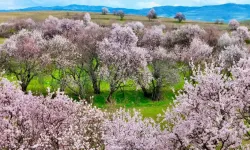 Pêrtage de vamêran vilî akerdî