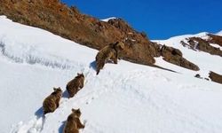 Çewlîg de heşe pa kudikanê xo hewnê zimistanî ra haye bî