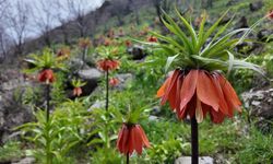 Nê zî Galûrê Çewlîgî yê