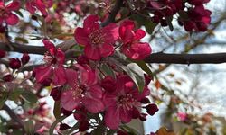 Amed de darî bi vilanê sûran xemilîyayî