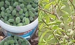 Çêrmûge de hasadê verên ê vaman dest pêkerd