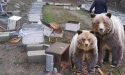 Dêrsim: Heşê ke hewnê zimistanî ra wariştî, kuwareyê hingan parçe kerdî