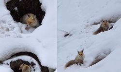 Koyanê Çolîgî de di lûyê sûrî