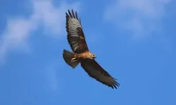 Çolîg de yew helîyo çal o sûrex