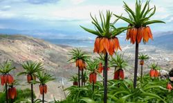 Amed de, Koyê Saqizî de Gûlarî akerdî