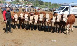 AMED: Bazarê heywanan de bazarî gem bena