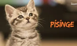 Bîyolojî û xususîyetê Pîsîngan