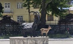 DÊRSIM: Pezkovîyêk amey verê peykeranê pezkovîyan û vindert