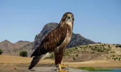Qertalê Dêrsimî yo dirbetin