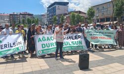 Şarê Çewlîgî vera birnayîşê daran vejîya meydan