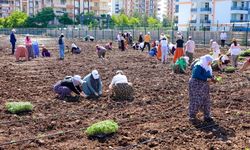 Cinîyanê Amedî seba şitilê firingî û rihan nayê ro