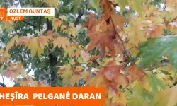 Heşîra Pelganê Daran