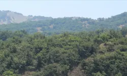 ÇOLÎG: Dewkewtişê daristanan qedexe bîyo