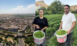 Biberê Çêrmûgî 450 lîra ra kewt 60 lîra