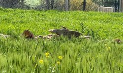 Simoreyo sûr Amed de ame vînayîş