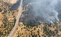 Xarpêt de şewat: Adir kewt daristanî