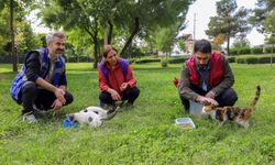 Amed de seba heywananê kuçeyan xebata hişyarîye