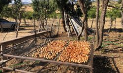 Çewlîg de wextê gozan o: 150 donimî ra 6 ton gozî ameyî arêdayîş