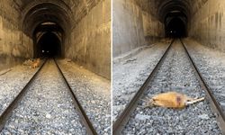 Xarpêt de trêne da pezkovîyan ro: Pezkovîyêk merd