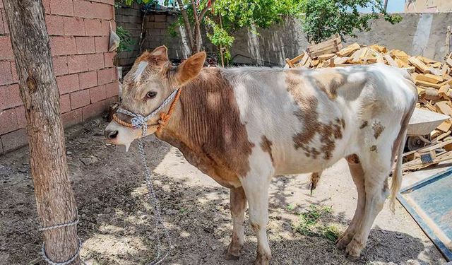 Dîyarbekir: Keye ra rema 9 aşman ra pey ame tepiştiş