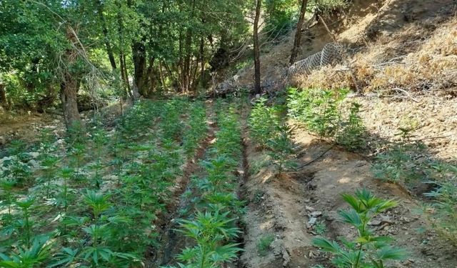 Çolîg de des hezaran lemê esrarî tepişîyay