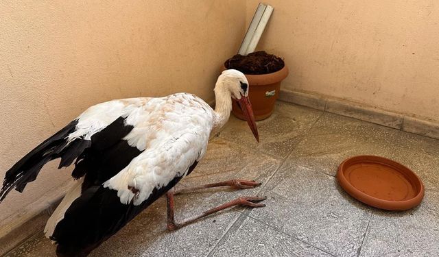 Çolîg de yew Leylega birîndare!
