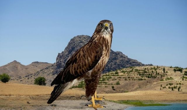 No qertalo birîndar Dêrsim de ame dermankerdiş